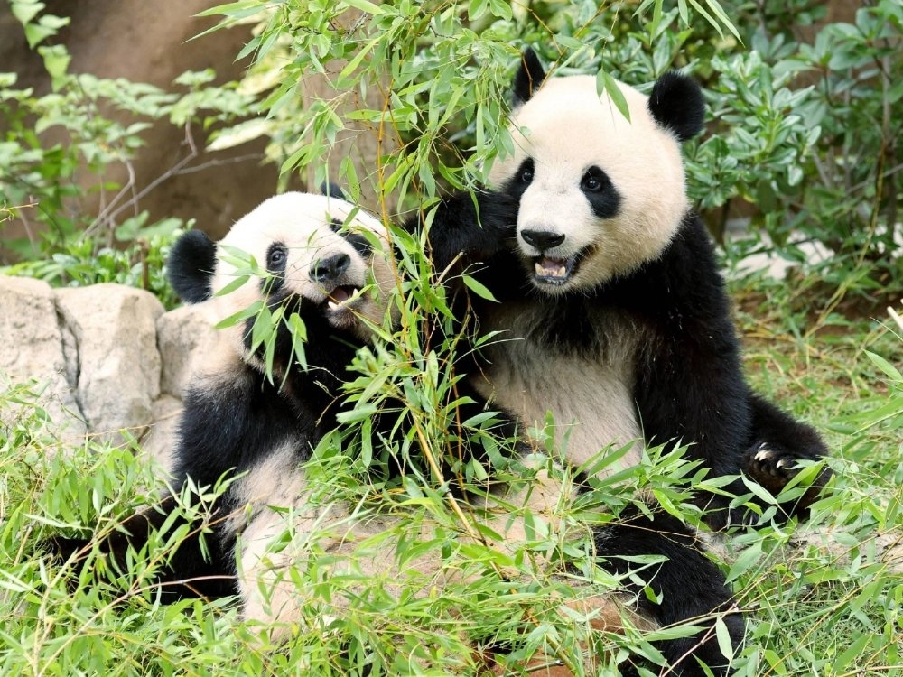 Popularne panda blizanke napuštaju Japan poslije pola stoljeća