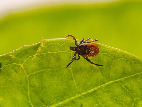 Posadite ove dvije biljke u dvorište i krpelji će pobjeći