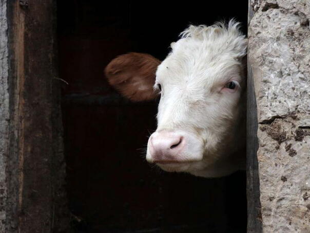 Potvrđen slučaj teške zarazne bolesti antraks kod krave u BiH