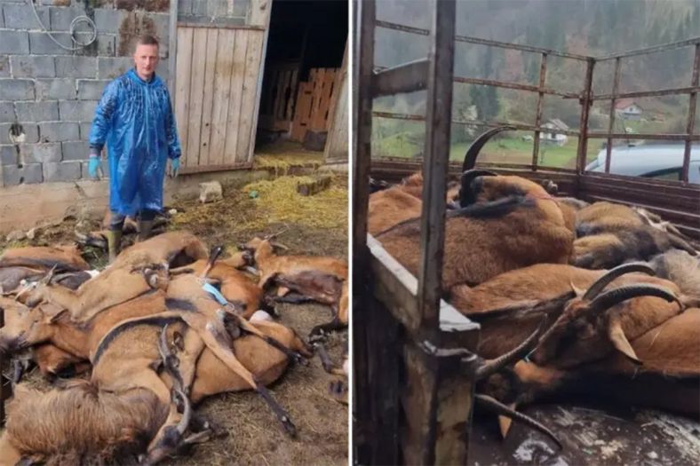 Potvrđena bruceloza na farmi u BiH: Ubijena sva stoka, vlasnik završio u bolnici