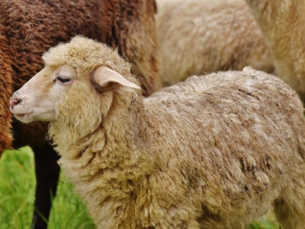 Potvrđena goveđa kuga u Dalmaciji, nije opasna za ljude
