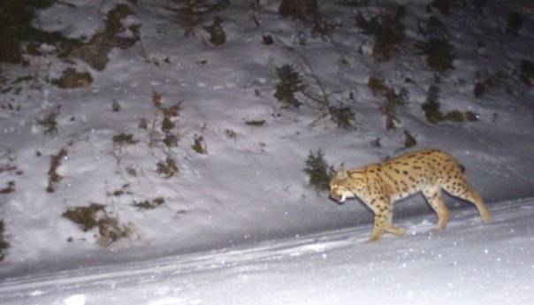 Povratak risa u bečke šume nakon skoro 100 godina