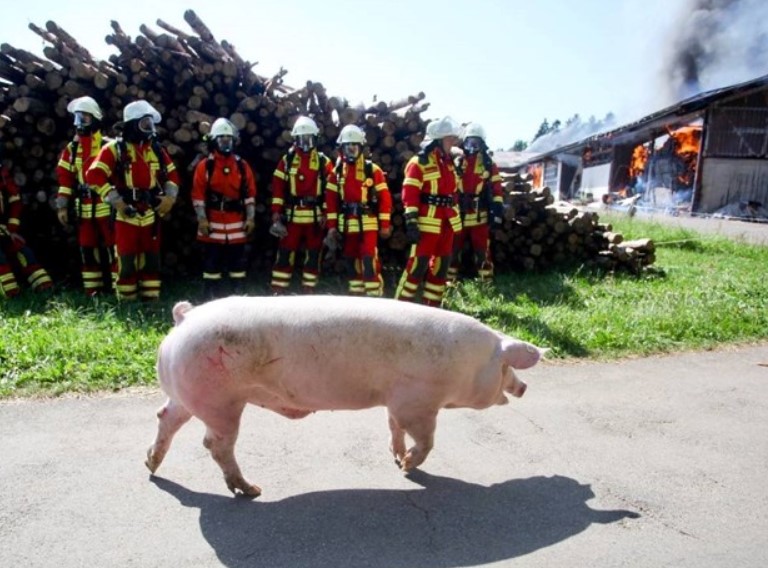 Požar na njemačkoj farmi svinja, stradale na hiljade životinja