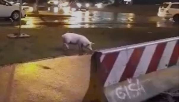 Prase prošetalo banjalučkom ulicom