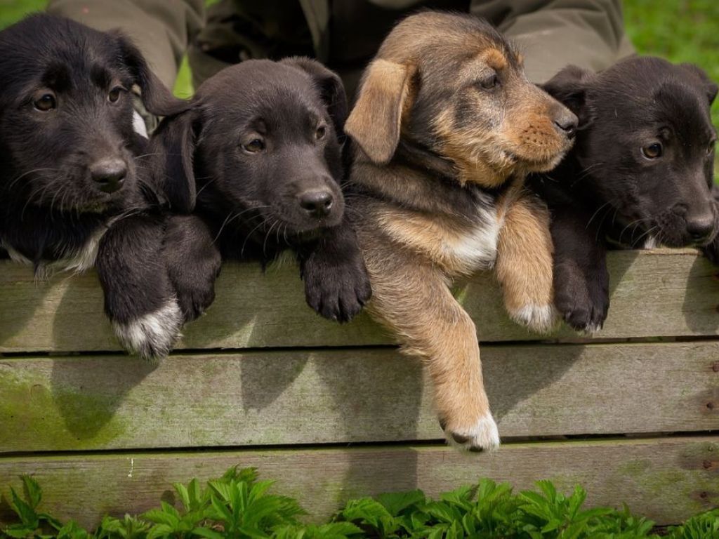 Prijatelji životinja objavili: Niko vam ne može zabraniti da spasite psa