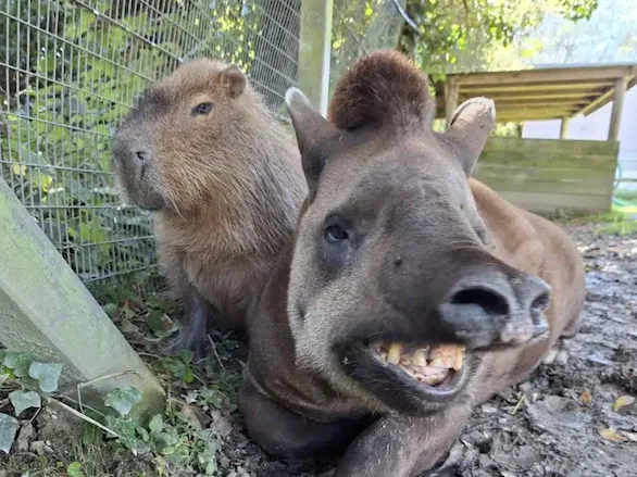 Prijateljstvo do smrti: Tapir i kapibara uginuli u istom danu