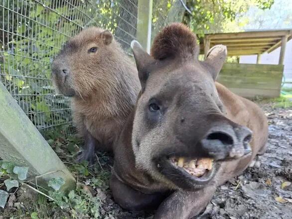 Prijateljstvo do smrti: Tapir i kapibara uginuli u istom danu