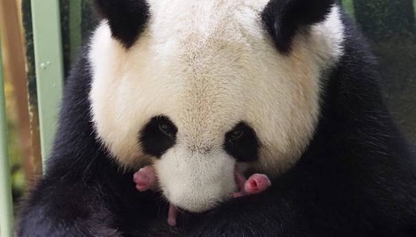 Prinova u francuskom zoo vrtu: Džinovska panda Huan Huan dobila blizance