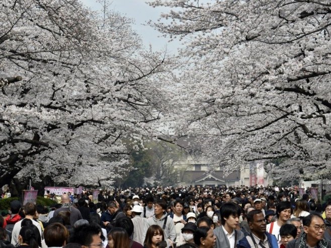 Proglašen početak cvjetanja trešnje u Japanu