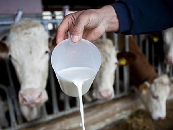 Proizvođači mlijeka u FBiH: Regulišite uvoz ili izlazimo na granice