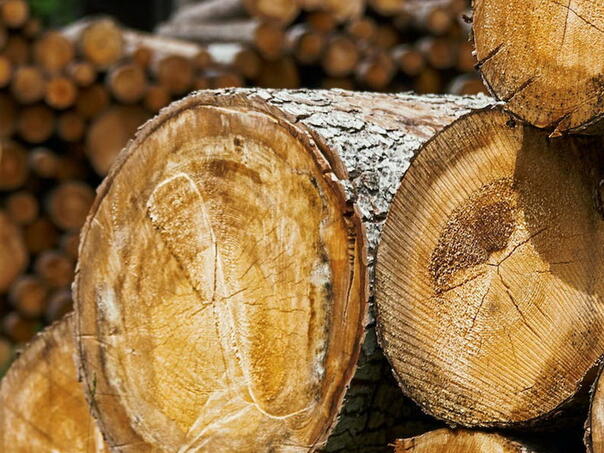 Proizvodnja i prodaja u šumarstvu u RS-u zabilježili rast u 2025. godini