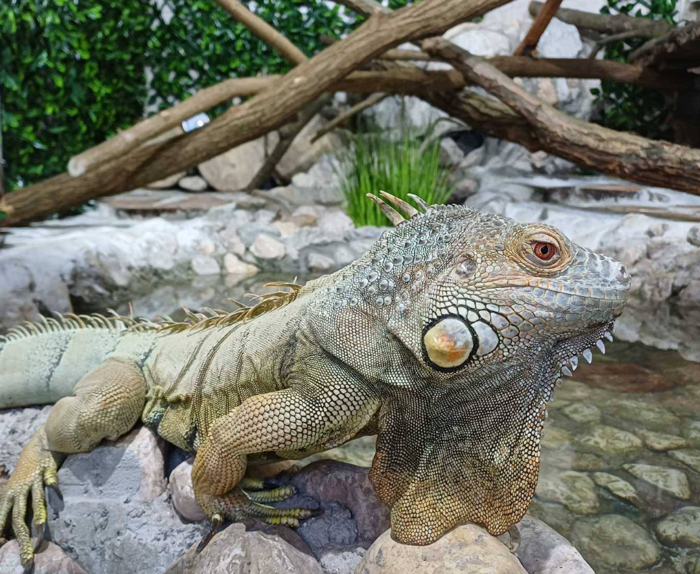 Proljeće u Pionirskoj dolini: Nove životinjske vrste i renovirani objekti