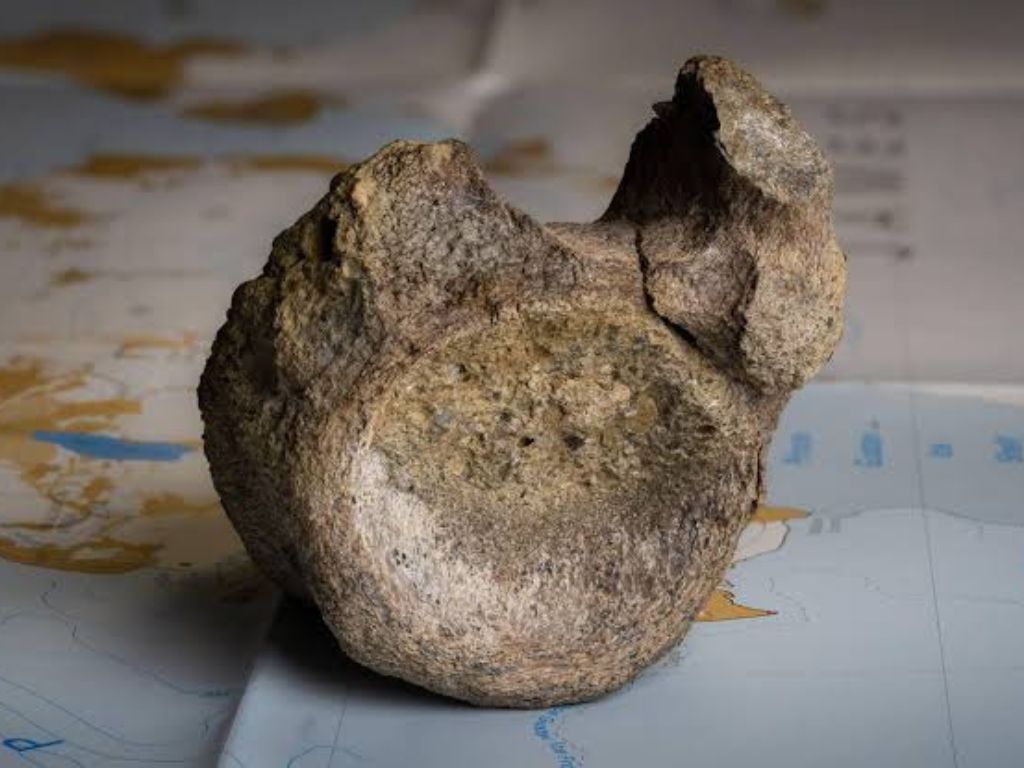 Prva kost dinosaura na Antarktiku pronađena nakon 40 godina