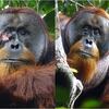 Prvi put viđen orangutan kako koristi ljekovite biljke za zacjeljivanje rana