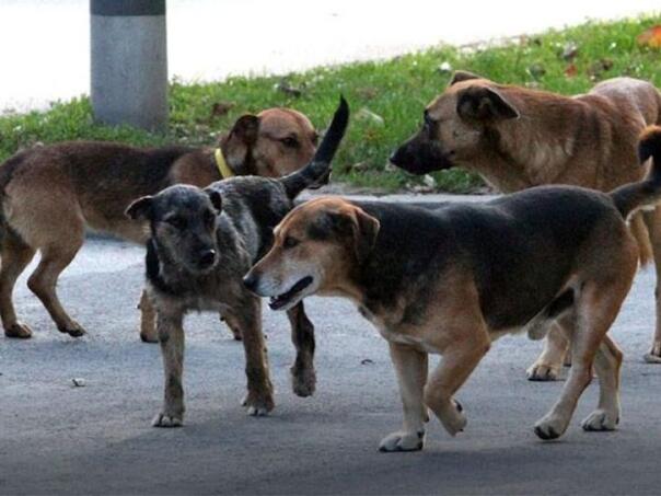 Psi napali i izgrizli čovjeka u Tesliću