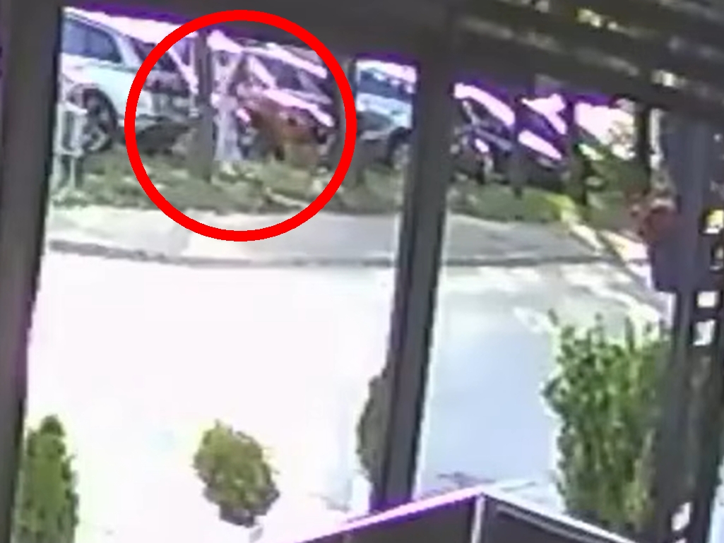 Psi lutalice u Lukavcu napali i oborili ženu sa bebom, objavljen snimak