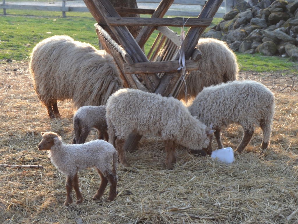 Psi lutalice upali u tor i zaklali ovce i jagnjad: "Nije ovo prvi put..."