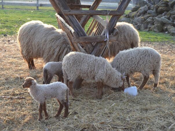 Psi lutalice upali u tor i zaklali ovce i jagnjad: "Nije ovo prvi put..."