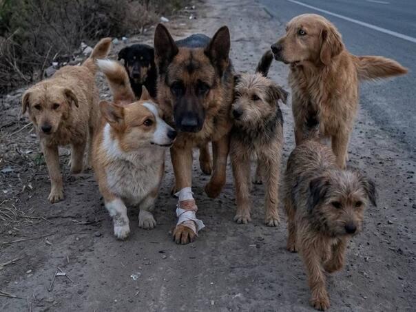 Psi pobjegli iz mesarskog kamiona u Kini i otrčali kući