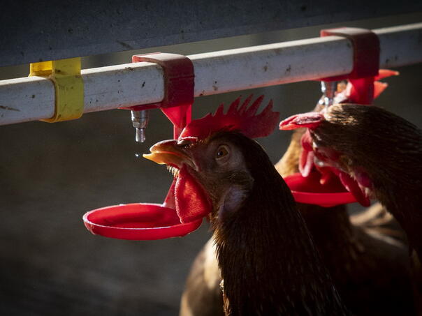 Ptičja gripa otkrivena na peradarskoj farmi u Zapadnoj Flandriji
