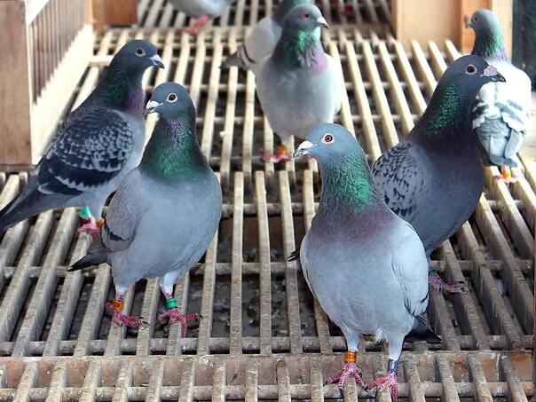 Ptičja gripa presudila: Najveći sajam golubova održava se bez golubova