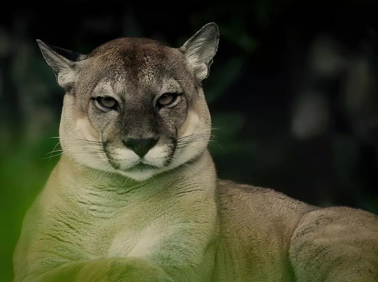 Puma usmrtila planinarku: Prvi smrtonosni napad u više od dvije decenije