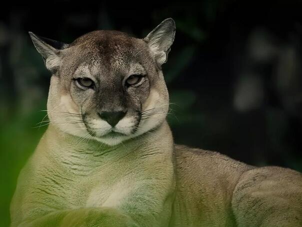 Puma usmrtila planinarku: Prvi smrtonosni napad u više od dvije decenije