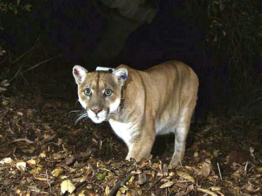 Puma viđena u blizini aerodroma u Njemačkoj, dronovi u potrazi