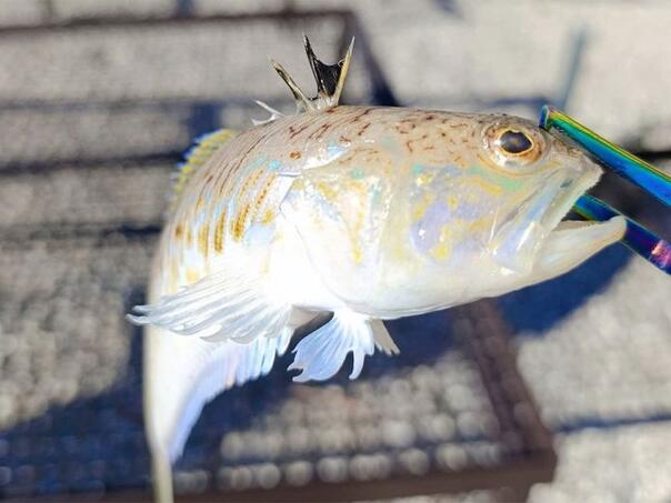 Ribar u Neumu ulovio najotrovniju ribu u cijelom Jadranskom moru