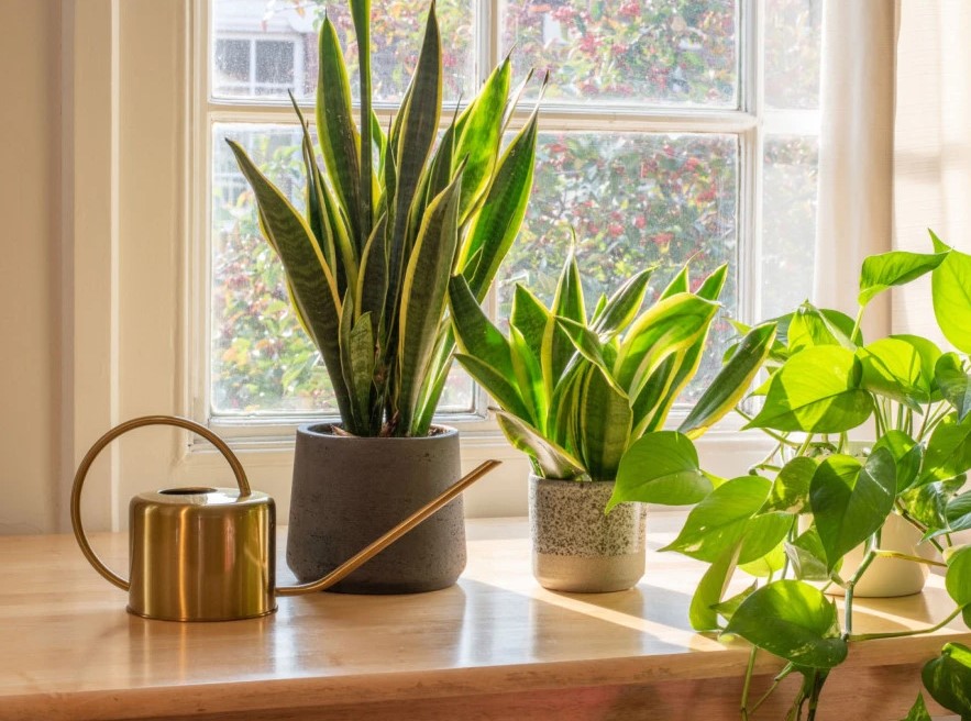 Riješite se buđi u domu uz ovih šest biljaka