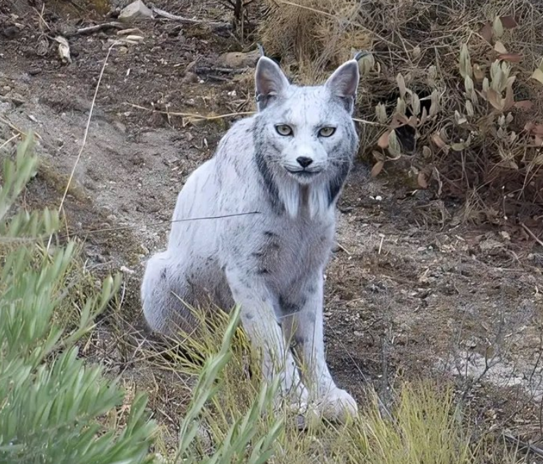Rijetki bijeli iberijski ris snimljen u Španiji