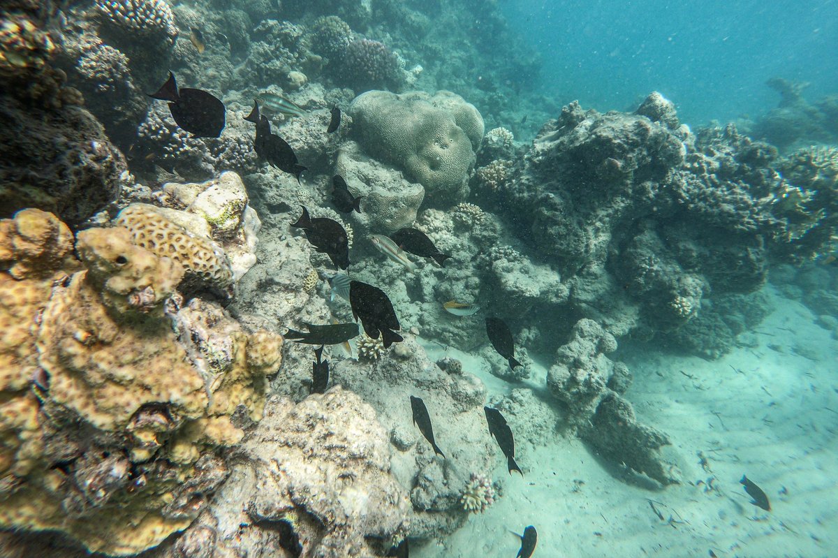 Satelitski snimci otkrivaju rapidan porast algi u svjetskim okeanima