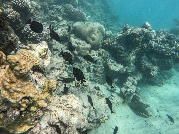 Satelitski snimci otkrivaju rapidan porast algi u svjetskim okeanima