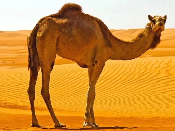 Saudijska Arabija uvodi pasoše devama