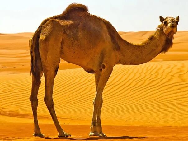 Saudijska Arabija uvodi pasoše devama