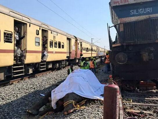 Sedam slonova poginulo u sudaru vozova u Indiji