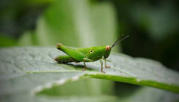 Skakavci mogu namirisati rak kod ljudi