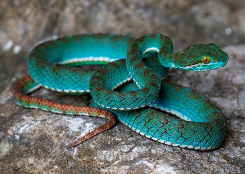 Skriveni svijet Kambodže: Nove vrste otkrivene u tajanstvenim pećinama