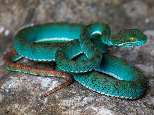 Skriveni svijet Kambodže: Nove vrste otkrivene u tajanstvenim pećinama