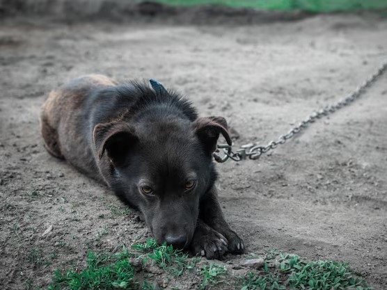 Slovenija uvodi potpunu zabranu trajnog vezivanja pasa