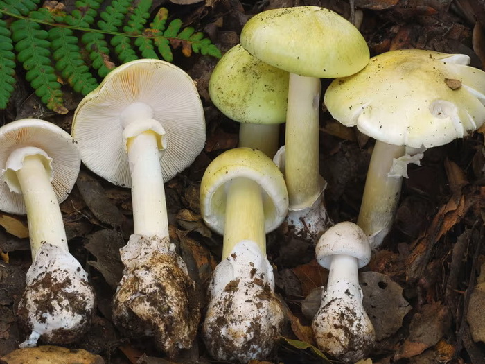 Smrtonosne gljive u Kaliforniji: Četiri osobe preminule, deseci otrovani