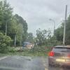 Snažno nevrijeme pogodilo Zagreb: Porušena stabla, saobraćaj u kolapsu
