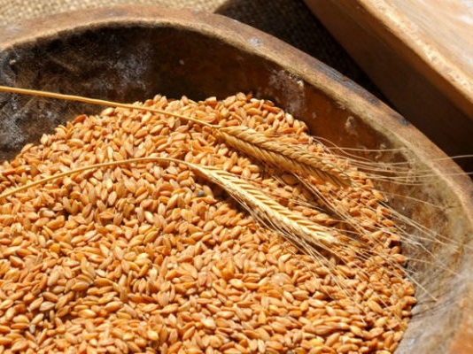 Snijeg pogodovao pšenici, proizvođači se nadaju boljoj godini i većim podsticajima