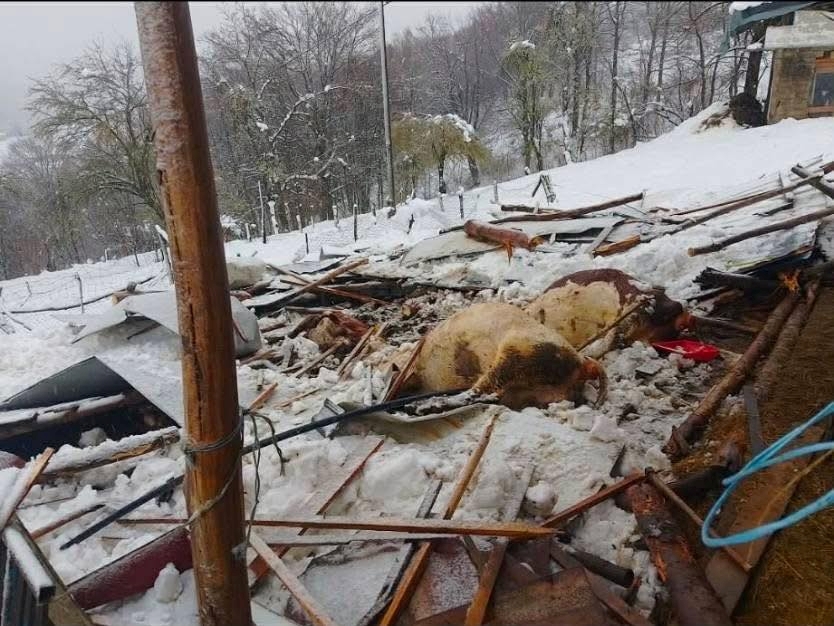 Snijeg srušio štalu porodice Hadžić u Bosanskoj Krupi, stoka uginula