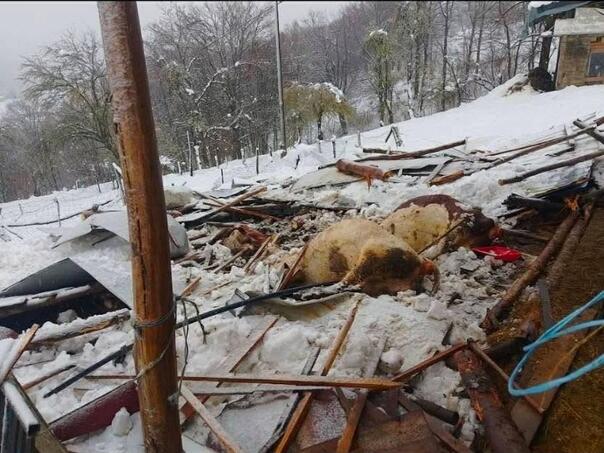 Snijeg srušio štalu porodice Hadžić u Bosanskoj Krupi, stoka uginula