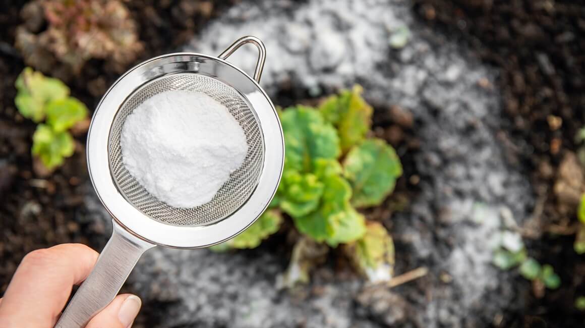 Soda bikarbona u vrtu: Recept za zdrav rast cvijeća