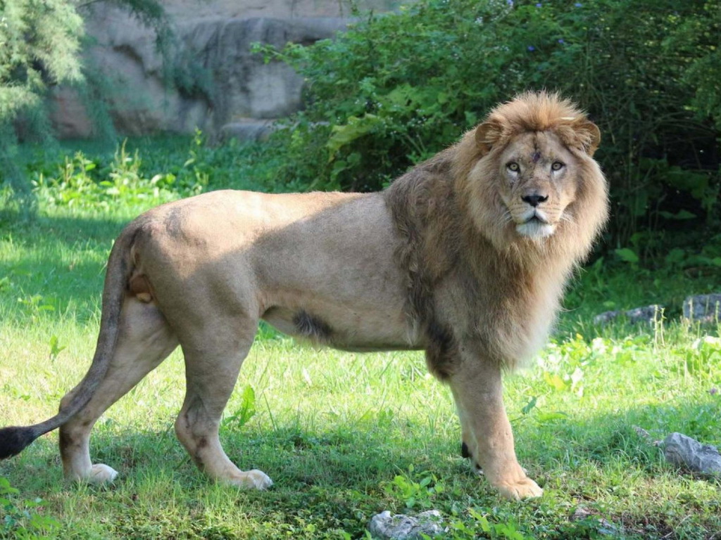 Šok u zagrebačkom ZOO-u: Lav ubio lavicu
