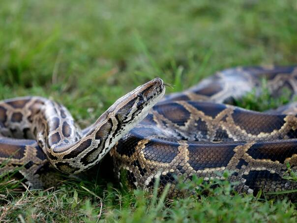 Šokantan snimak: Smrtonosni pitoni, dugi 5 metara, plivaju ulicama Balija