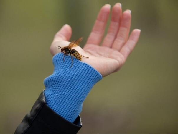Spas kod uboda pčele, ose ili stršljena: Kako ublažiti bol, otok i svrab?