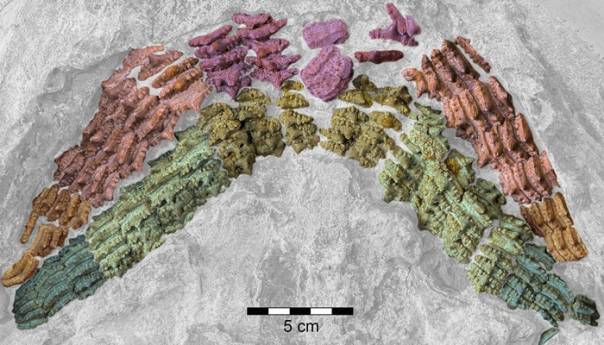 Spektakularno otkriće: 150 miliona godina star fosil ajkule 